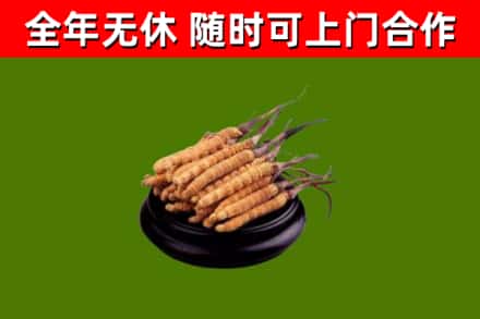 果洛市回收冬虫夏草
