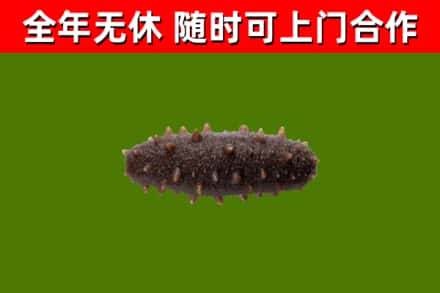 果洛市回收海参干